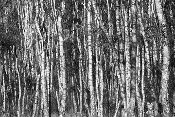 Abstract black and white image of thin birch trunks standing close together. Background, pattern or texture