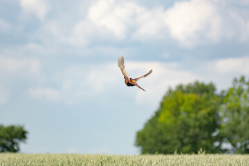 pheasant flying over wheat field - obrazy, fototapety, plakaty