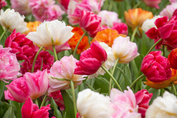 Pink fucsia white orange tulips bloom colourful Netherlands Holland