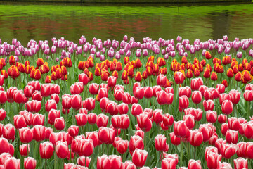 Beautiful colourful tulips fields lake Netherlands Holland