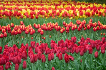 Tulip fields red orange yellow Netherlands Holland