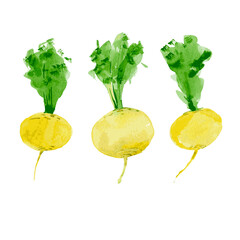 Set of yellow turnip. Watercolor illustration isolated on white background. Vector - 359870592
