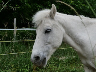 Weißes Pony mit erhobenem Kopf auf der Weide