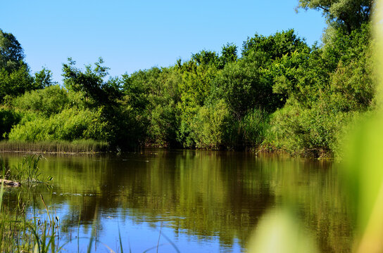 river close-up with bushes along the shore on a summer day