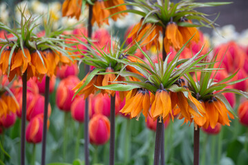 Imperial Crown Orange Tulips Netherlands Holland