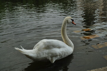 White majestic swan coming for a morsel