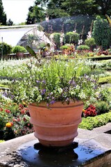 flowers in pots