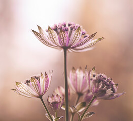 Astrantia - pastelowe kwiaty © mycatherina