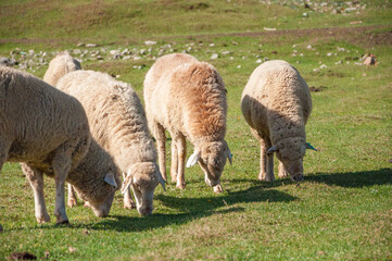 Obraz premium Flock of sheeps grazing at the green grass field