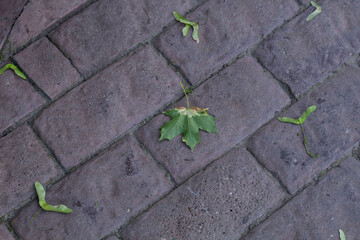 green leaf on the ground asphalt