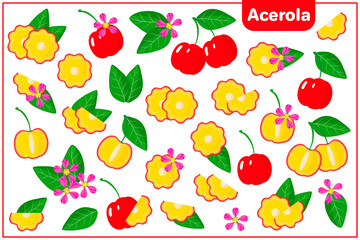 Obraz premium Set of vector cartoon illustrations with Acerola exotic fruits, flowers and leaves isolated on white background