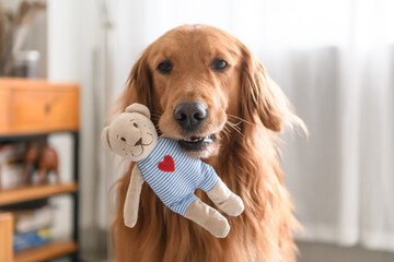 Golden Retriever dog holding a bear rag doll © chendongshan