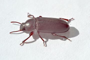 A large brown beetle in bright sunlight on white paper