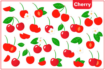 Set of vector cartoon illustrations with Cherry exotic fruits, flowers and leaves isolated on white background