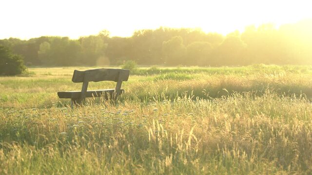 Landscape nature empty seat wood bench chair with green plant under sunset background change to gold natural light color of beautiful grass wheat meadow prairie field in summer sun clear sky