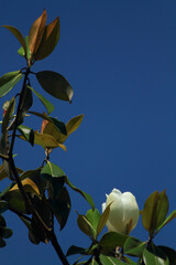 white rose on blue sky