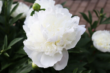 white peonies flowers in the garden