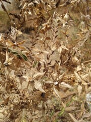 close up of dry leaves