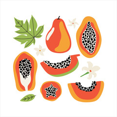 Set orange papaya with leaves and flowers. Collection hand drawn whole and sliced fruit of tropical fruit with flesh, seeds. Dietary vegan food, organic. Doodle jungle fruits. Vector flat illustration