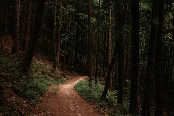Light Green Forest Landscape