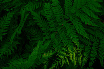 Green fern leaves. Textured natural background. Green plants. Nature. Textured background. Texture. Exotic plants 