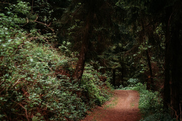Light Green Forest Landscape