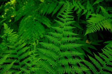 Fototapeta na wymiar Green fern leaves. Textured natural background. Green plants. Nature. Textured background. Texture
