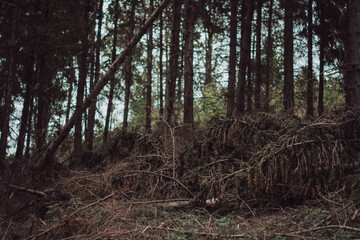 Light Green Forest Landscape