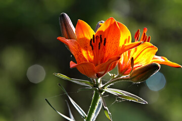 A lily with fresh new orange flowers in evening light