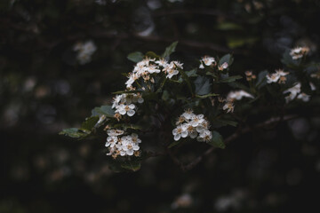 Tree in Blossom 