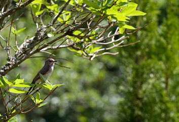 Spotted flycatcher sitting on a branch