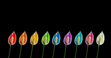 lily flowers in color Rainbow LGBT,Transgender, LGBTQ+  flagPride symbol on a black background