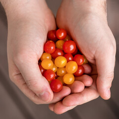 man hand holding mini tomato cherry tomatoes on wooden background. Time for harvest