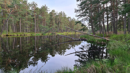 Walk by the lake among the trees on a sunny spring day.