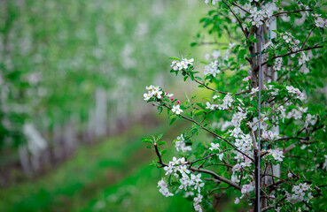 Tree care for production. Young apple tree with beautiful white flowers on blurred farm with green grass
