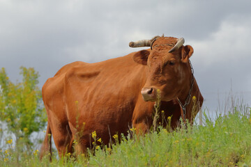 A cow grazes in a hilly meadow.