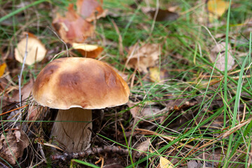 Boletus growing in the forest