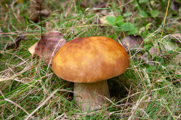 Boletus growing in the forest