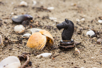 Black knight next to a seashell on the shores of the Black Sea