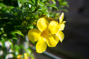 This yellow flower species Thai people call it Dok baan buri.