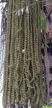 Green corol leaf on  the tree