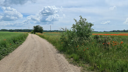 Dirt road between agricultural fields of Latvia.