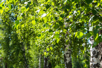 Birch leaves in the sunlight. Beautiful green natural background. Russian birch. Blurred forest background.