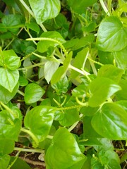green lizard on a tree