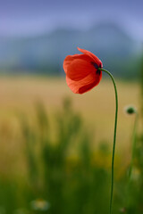 Obraz premium Mak na polu