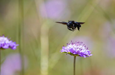 Large carpenter bee feeding on lilac coloured pincushion flowers in a wildflower meadow
