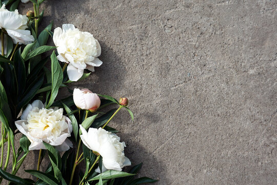 Beautiful white peonies on a gray concrete background. A bouquet of pale pink flowers, cement texture. Bloom, leaves, and buds.The creative concept of home comfort and decoration. Great for postcards.