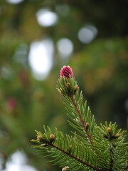 Young spruce (firtree) with red cone