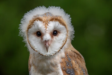 Cute owl. Juvenile female Barn Ow (tyto alba) l looking at the camera with a heart shaped white face. 