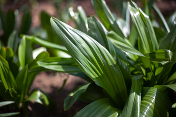 Leaf of a plant. Background from green sheets.